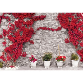 Donga Fototapeta Červená kvetinová múr, rozmery 416x254 cm
