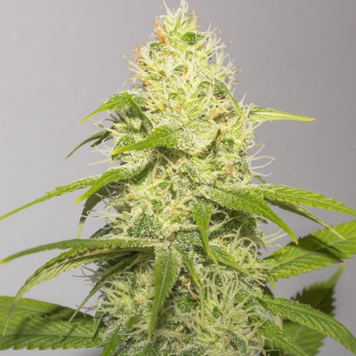 Vision Seeds White Runtz semienka neobsahujú THC 3 ks