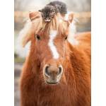 Ravensburger - Puzzle Kitten and Horse - 500 piese