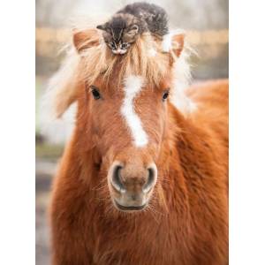 Ravensburger - Puzzle Kitten and Horse - 500 piese
