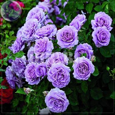 Разсад за синьо-лилави рози Blue Girl