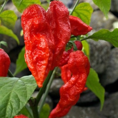 CHILLIMAT Chilli semena Bhut Jolokia Red 10 ks
