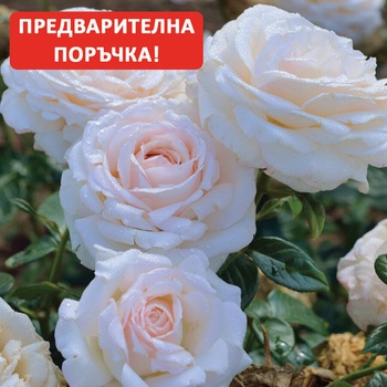 Delbard® Роза La Sauvagine Terre et Passion®