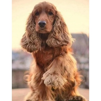 Norimpex - Puzzle Diamant painting: Cocker Spaniel greeting 30x40cm - 1 - 39 piese