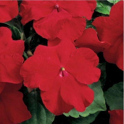 Netýkavka červená Accent F1 - Impatiens walleriana - semena netýkavky - 20 ks