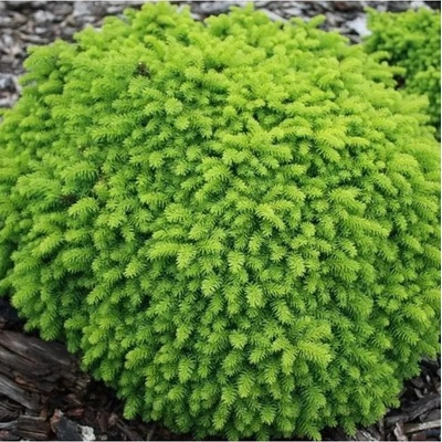 Picea abies 'Little Gem' C5L