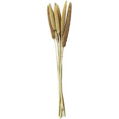 Dekorace sušená rostlina svazek 10ks perlové proso - 60 cm - Chic Antique