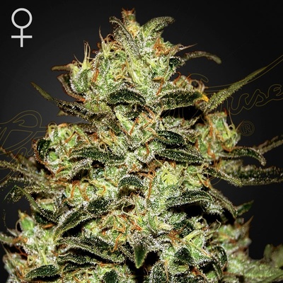 Green House Seeds Moby Dick semena neobsahují THC 3 ks