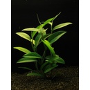 Epipremnum pulchrum