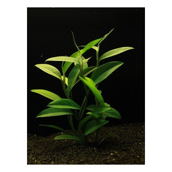 Epipremnum pulchrum