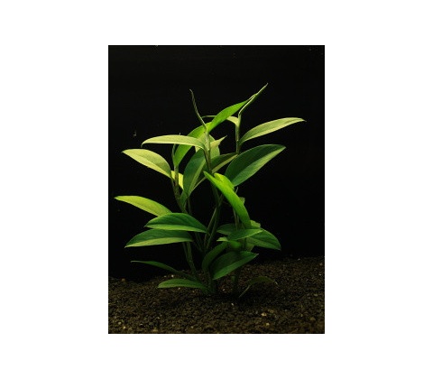 Epipremnum pulchrum