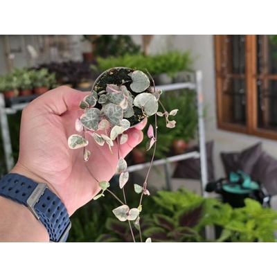 Ceropegia woodii Variegata