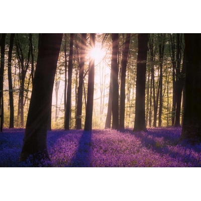 DIMEX ART Флизелинов фототапет камбанки в гората ii. 375 x 250 см