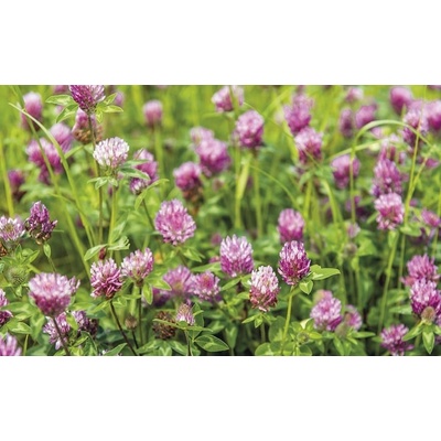 Semená ďateliny perzskej Agronas 1 kg