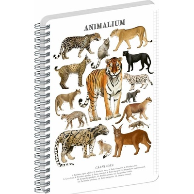 Spirálový blok Animalium - Kočkovité šelmy, čtverečkovaný, A4
