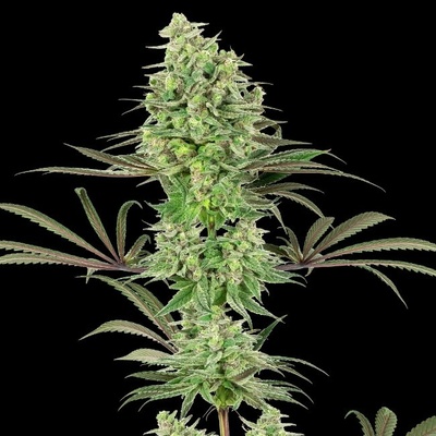White Label Double Banana Kush semena neobsahují THC 3 ks