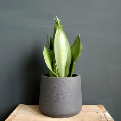Sansevieria Tchynin jazyk Trifasciata Moonshine