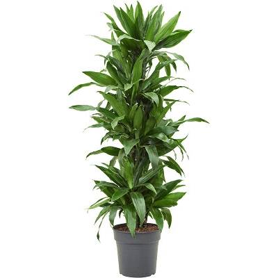 Dracaena fragrans 'Janet Craig'i 90-Carrousel 27x145 cm
