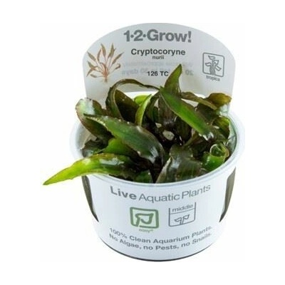 Cryptocoryne nurii