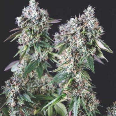 Pyramid Seeds Mendocino Purple Kush semienka neobsahujú THC 3 ks