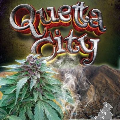 Landrace Warden Quetta City regular semienka neobsahujú THC 10 ks