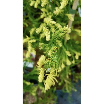 Kryptoméria japonská (Cryptomeria japonica ´Kyara Gold´) veľkosť 110-150cm