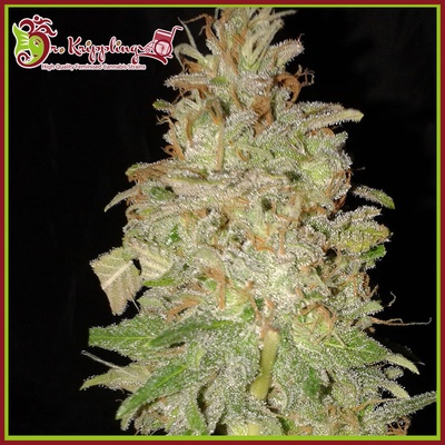 Dr. Krippling Seeds Chocolate Orange AUTO semena neobsahují THC 5 ks