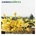 CARIBOU: ANDORRA CD