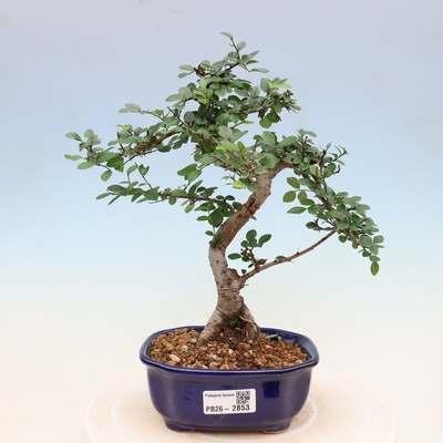 e-bonsai Pokojová bonsai - Ulmus parvifolia - Malolistý jilm