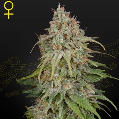 Green House Seeds GH Amnesia semena neobsahují THC 10 ks