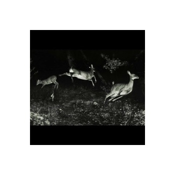 WORDCOLOUR - TREES WERE BUZZING AND THE GRAS CD