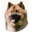 Samolepka eurasier - archiv 522
