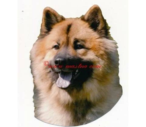 Samolepka eurasier - archiv 522
