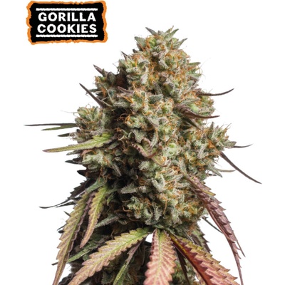 Seedstockers Gorilla Cookies Auto semienka neobsahujú THC 25 ks
