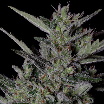 Big Head Seeds Crystal Gelato Auto semienka neobsahujú THC 10 ks