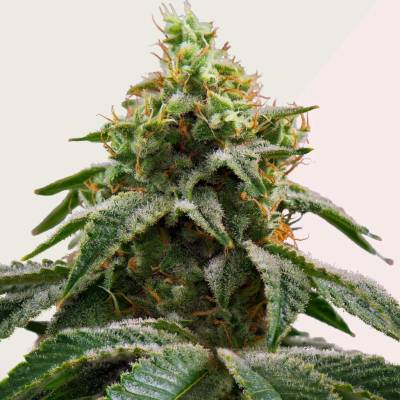 Kera Seeds Amsterdam Cheese semena neobsahují THC 5 ks