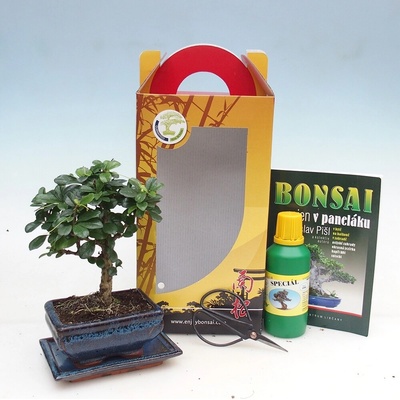 e-bonsai Pokojová bonsai v dárkové krabičce Carmona microphylla - Čaj fuki