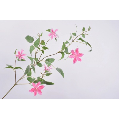 Plamének - clematis růžový 147 cm