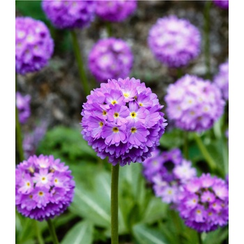 Prvosenka zoubkatá Nepálská směs - Primula denticulata - semena prvosenky - 300 ks