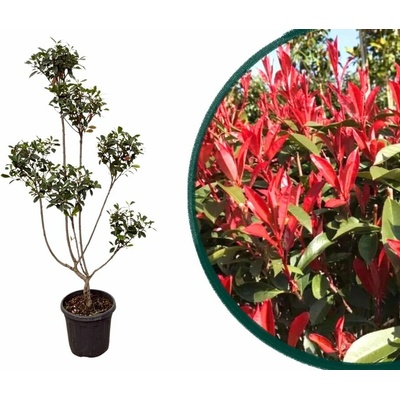 Červienka fraserová Robusta Compact, Ponpons, výška 120-140 cm, kvetináč 15 l