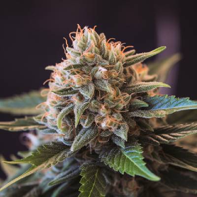 Vision Seeds Vision Gorilla semena neobsahují THC 5 ks