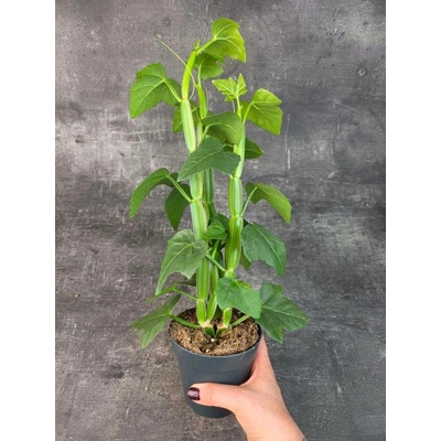 Cissus Quadrangularis 12 cm (čtyřhranný cissus, který miluje teplo a mírnou zálivku)