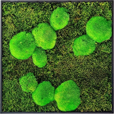 Gardners Mechový obraz 50x50 cm kombinovaný mech kopečkový s plochým, černá