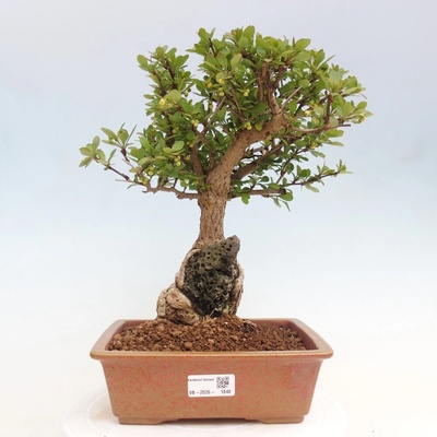 e-bonsai Venkovní bonsai - Berberis coreana - Dřištál korejský