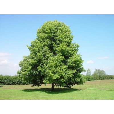 Lipa malolistá na kmienku, výška 250-300 cm, kvetináč 25-35 l