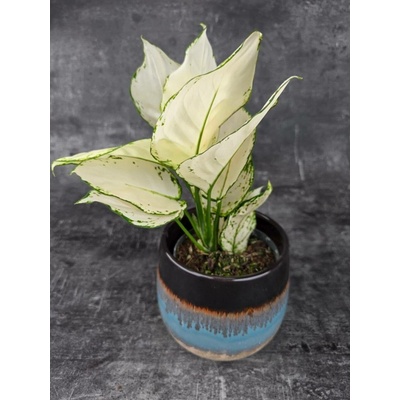 Aglaonema White Joy 12 cm