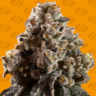 Original Sensible Seeds Alien Moonrocks semena neobsahují THC 5 ks