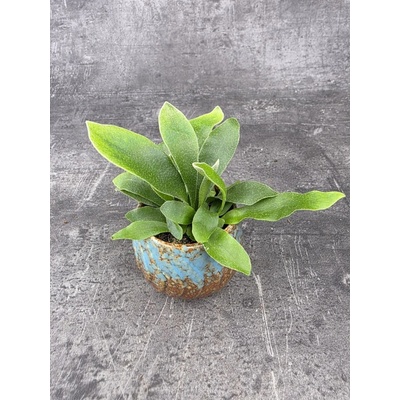 Platycerium Bifurcatum mini
