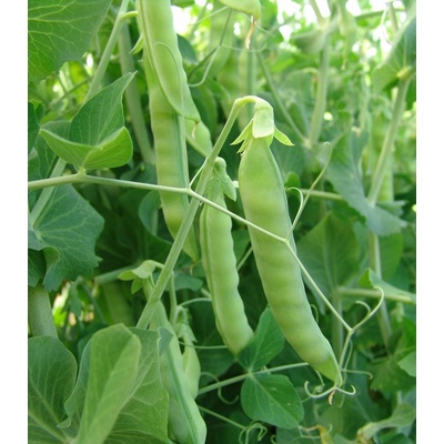 Hrach cukrový Ambrosia - Pisum sativum - semiačka - 50 ks