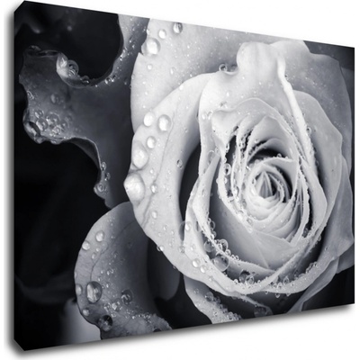 Impresi Obraz Černobílá růže s kapkami vody - 90 x 60 cm